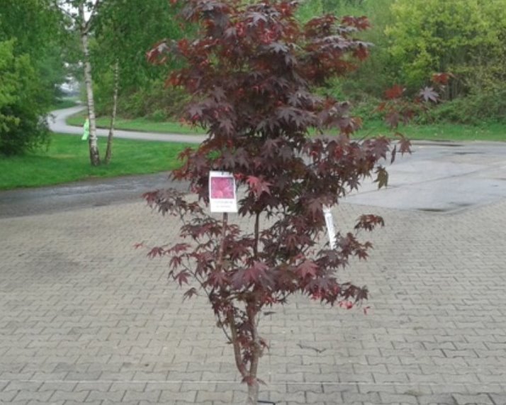 Japanse esdoorn - Acer palmatum Bloodgood